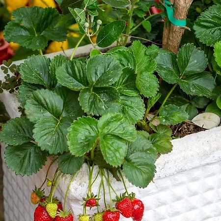 Bed and Breakfast Maresca 4*